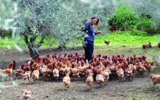 Organic Farmers Utilize Retired Hens in Olive Groves